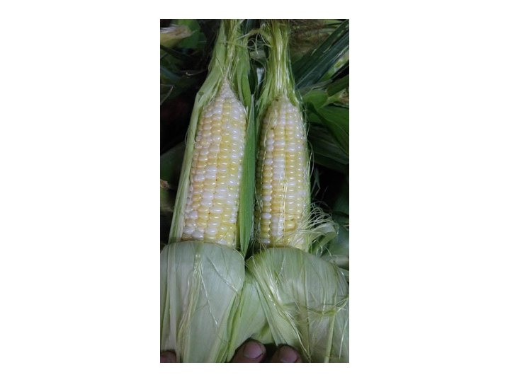 Sweet Corn